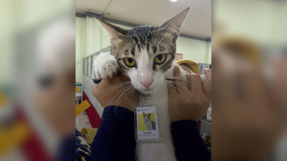 Soleh the Serpong Tax Office Cat. Photo: Twitter/@DitjenPajakRI