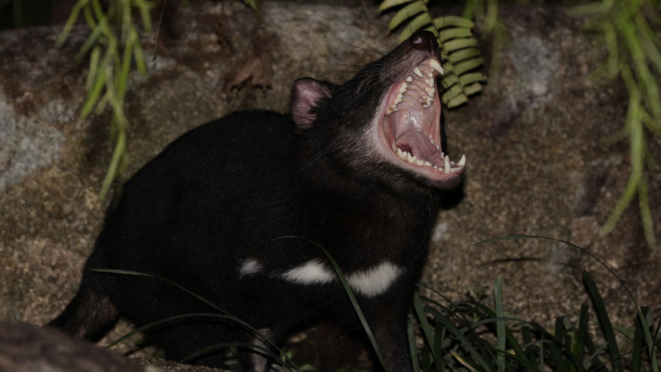 Snickers giving us a big yawn. Photo: Mandai Wildlife Group
