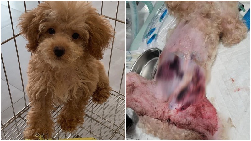 The 3-year-old male maltipoo severely injured after the alleged attack. Photos: Jennifer Fan/Instagram, Jennifer Fan
