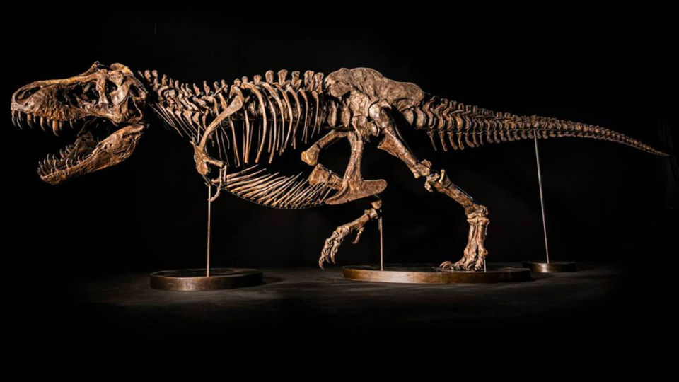 “Shen the T-rex” skeleton. Photo: Christies