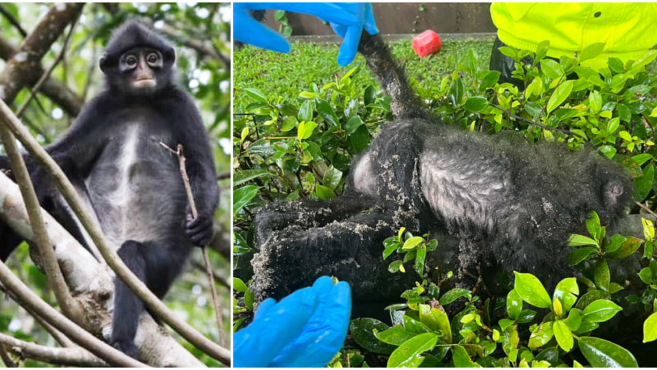 Photos: Raffles’ banded langurs/Facebook
