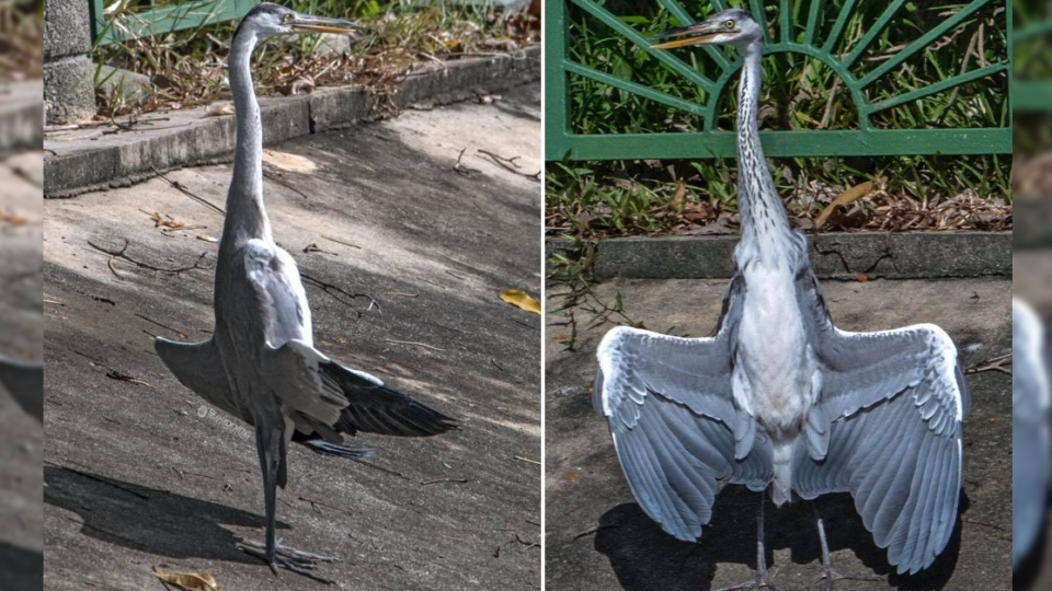 A cheeky grey Heron sunbathing in a 2018 photo. Photos: Seah Kok Meng/Facebook
