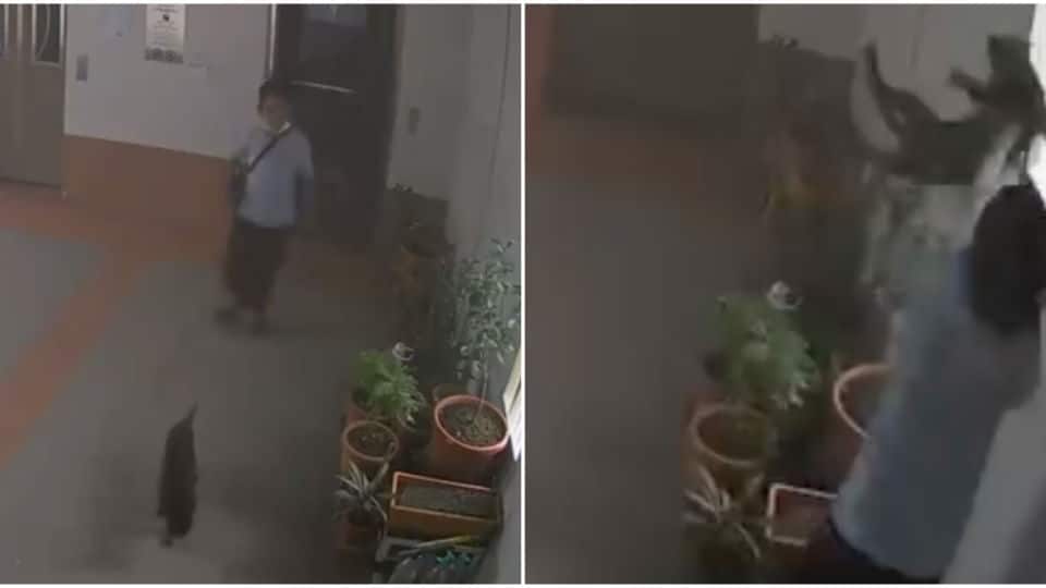 Screengrabs from the surveillance footage of a boy throwing a cat off a ledge on Wednesday at Boon Lay. Photo: Feline/Facebook
