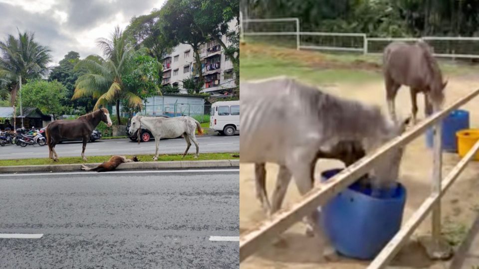 The three horses that were discovered wandering around Bukit Ampang, Selangor, abandoned and in poor health. Photos from the Malaysia Animal Association and Nurhidayah Damanhoori 
