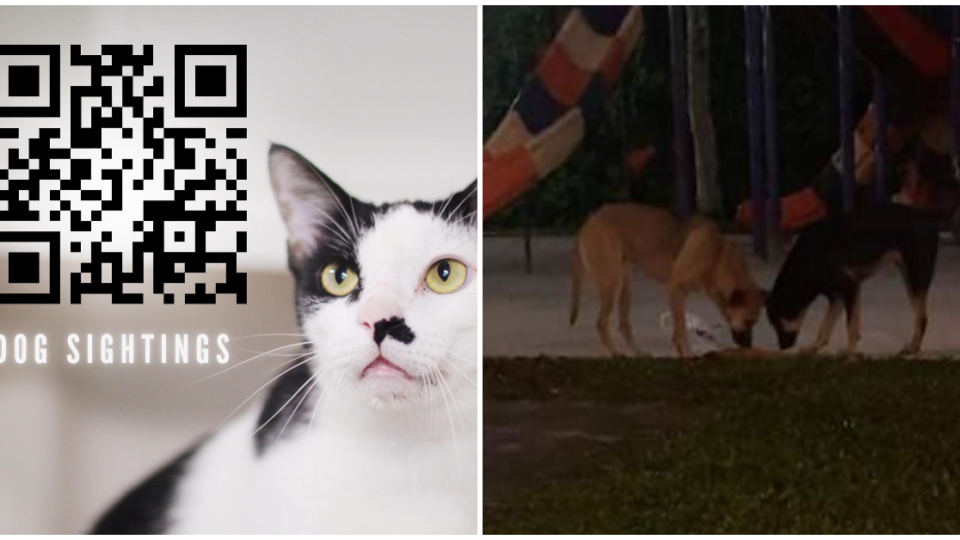 Photo: SPCA Singapore and Facebook/SOS: The pack of stray dogs that kill cats in Singapore