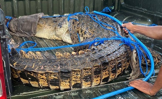 The giant crocodile that was captured on Wednesday afternoon from Padma Beach in Legian on Jan. 4, 2023, passed away hours after being taken to an animal rescue center. Photo: Obtained. 