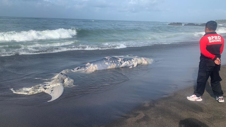 The rotting carcass of a Bryde’s whale was found on Seseh Beach in Badung on Jan. 19, 2023. Photo: Obtained.