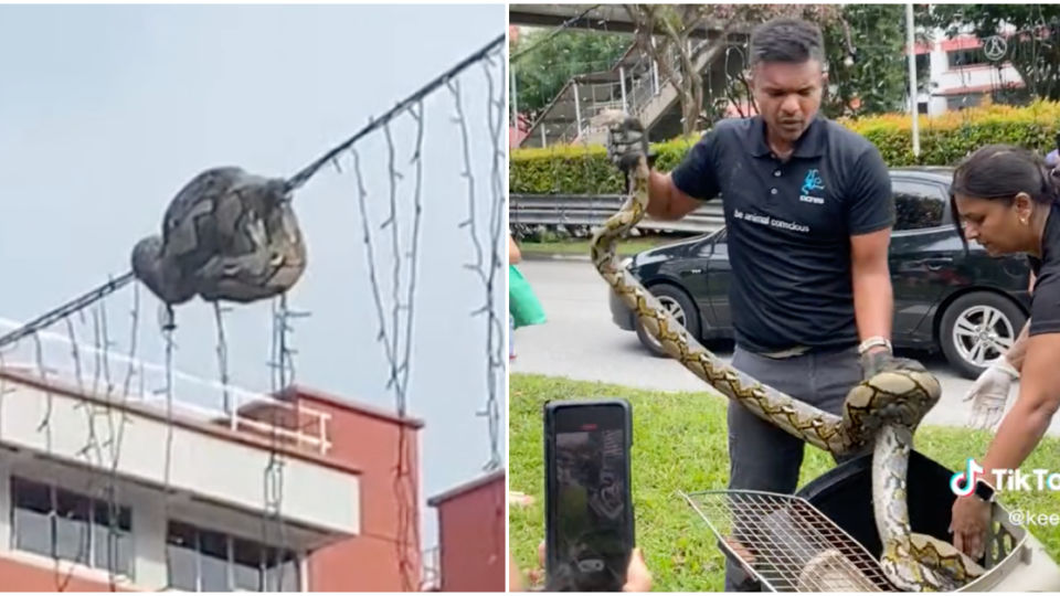 A python was rescued by ACRES at Choa Chu Kang on Saturday. Photos: Keel0z/TikTok 
