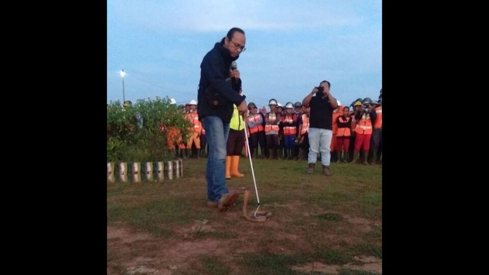 Sioux founder Aji Rachmat Purwanto handling a king cobra during a snake handling training session in 2022. Photo: Instagram/@ular_indonesia