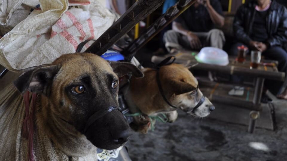 Captured dogs bound in hessian sacks arrive on a motorbike
at a slaughterhouse. Photo: Dog Meat Free Indonesia