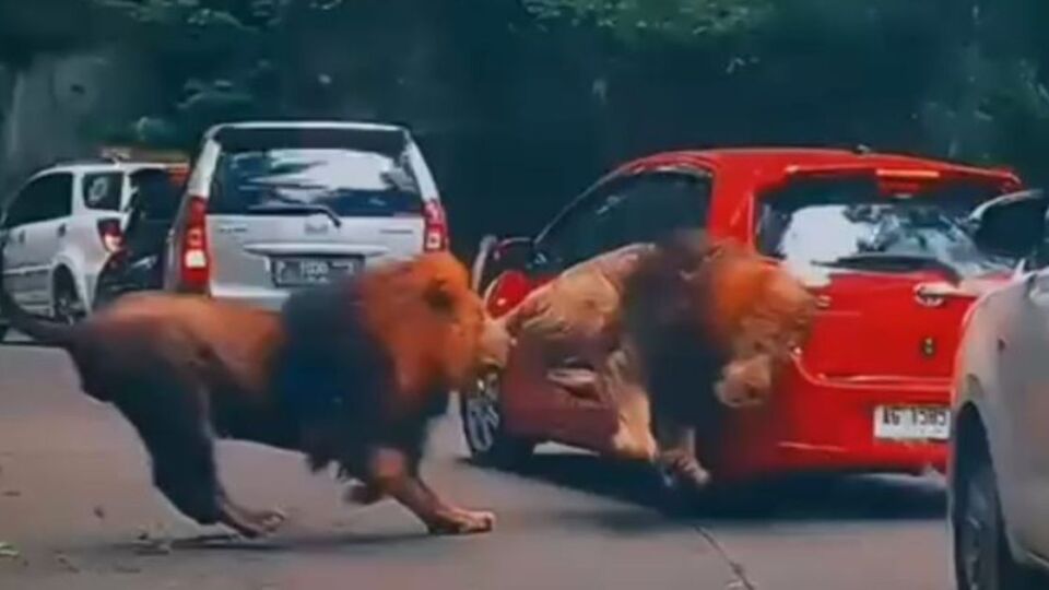 Screen capture from a video uploaded by Instagram user @youkopi107 showing two male lions fighting in their enclosure at Taman Safari Indonesia II in Prigen, East Java on Jan. 22, 2023. One lion smashed into the rear of a parked vehicle, causing minor damage to the latter.