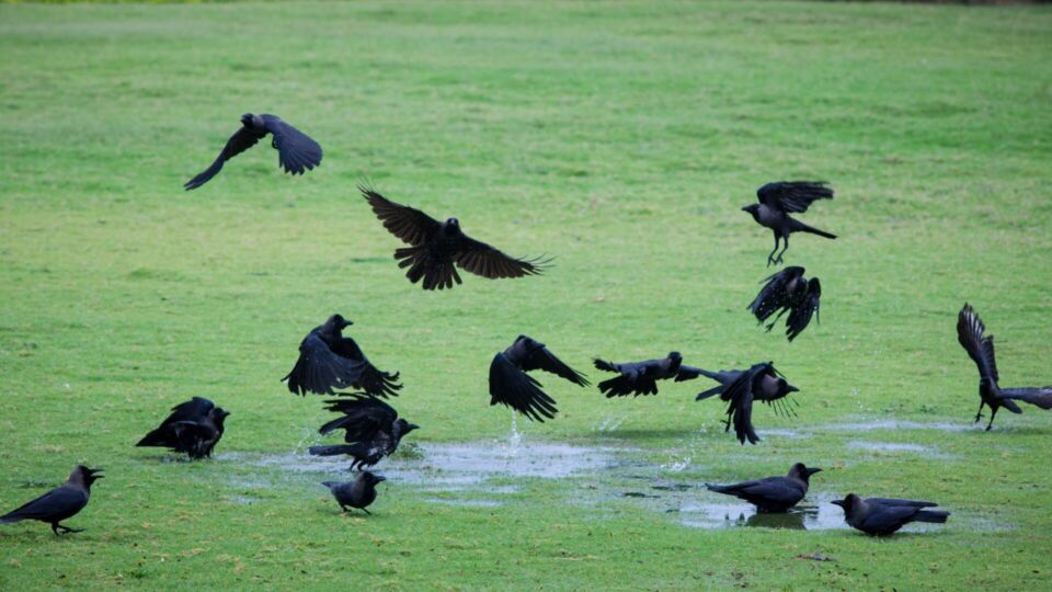 A murder of crows in a field. Photo: Unsplash