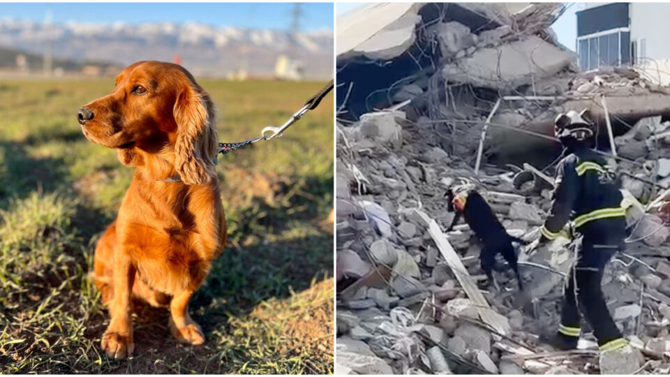 At left, Timmy, a 5-year-old golden cocker spaniel and Rizzo, a 2-year-old labrador retriever hard at work, at right. Photos: SCDF/Facebook
