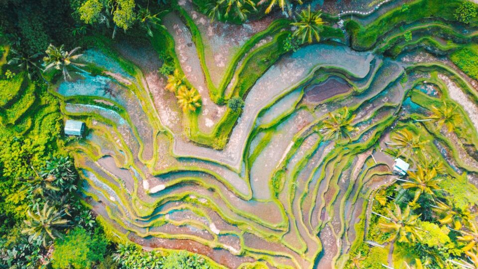 Tegallalang Rice Terrace. Photo: Unsplash/Jason Cooper.