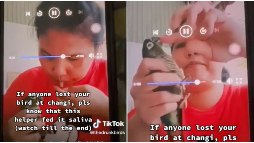 Screengrabs of the TikTok showing a woman feeding her saliva to a parrot. Photo: Thedrunkbirds/TikTok
