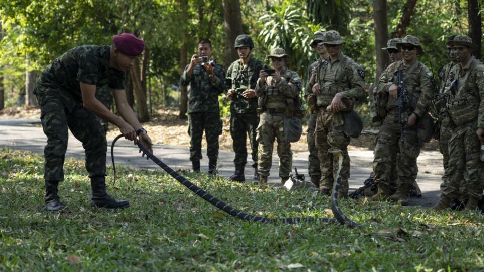 An instructor in Thailand’s Jungle Warfare School demonstrates how to handle a King Cobra snake to U.S. Army soldiers Tuesday in Lopburi province. Photo: Sgt. Megan Roses/U.S. Marine Corps