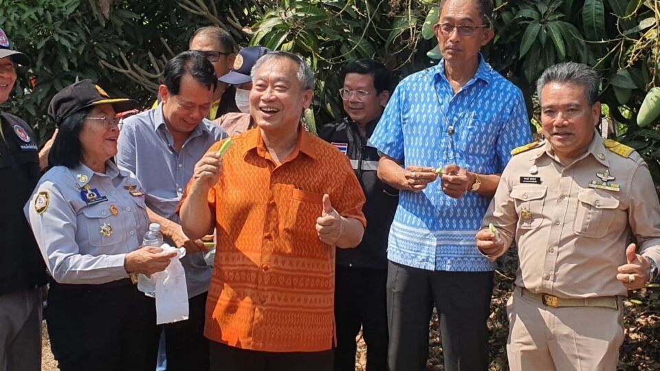 Prachinburi governor Ronnarong Nakornjinda gives a thumbs-up as he eats a mango at a farm located near a smelting plant where radioactive traces of Cesium-137 were found this week. Photo: Prachinburi Provincial Office