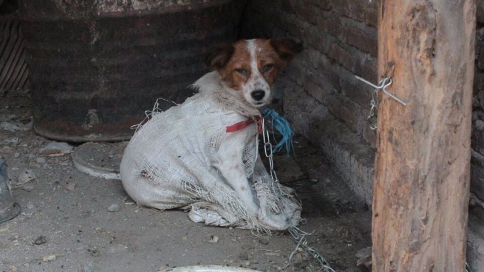 A dog chained up ahead of its slaughter in Indonesia. Photo: DMFI