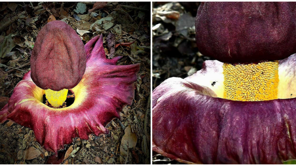 The corpse flower captured by John Lee on the day it bloomed. Photo: John Lee (www.wildlifeasia.net)