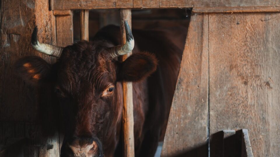 File photo of a cattle for illustration purposes. Photo: Unsplash.