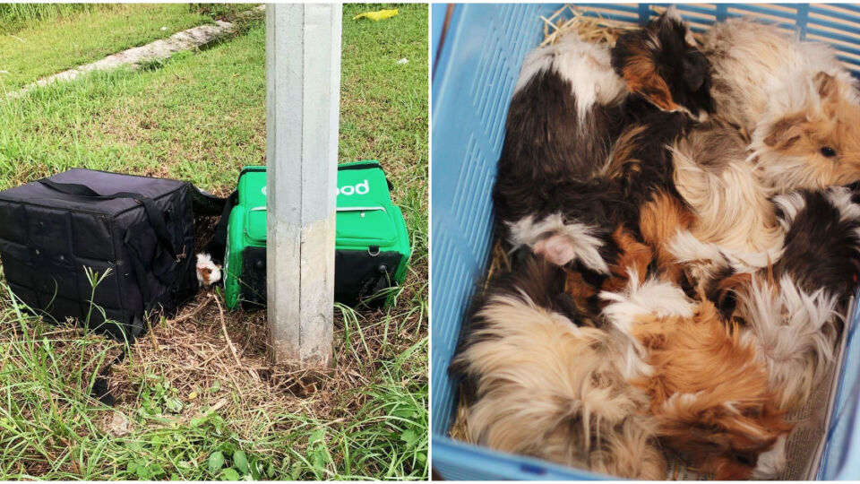 The guinea pigs were abandoned by the side of the road at an undisclosed location recently. Photos: SPCA/Facebook
