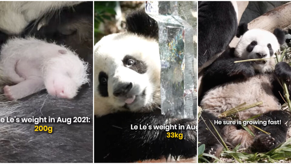 Le Le the panda through the years. Photos: Mandai Wildlife Reserve/Facebook
