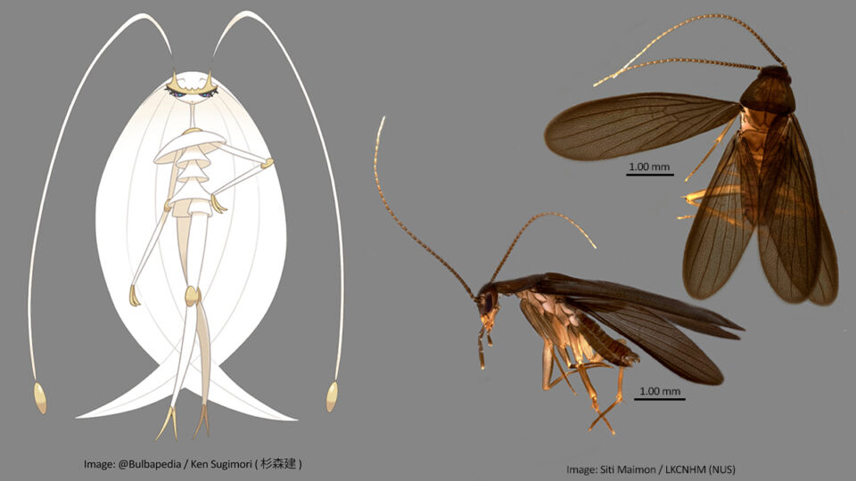 The bug-fighting Pokemon Pheromosa next to a new cockroach species found in Singapore. Photo: BugcatcherM/Twitter
