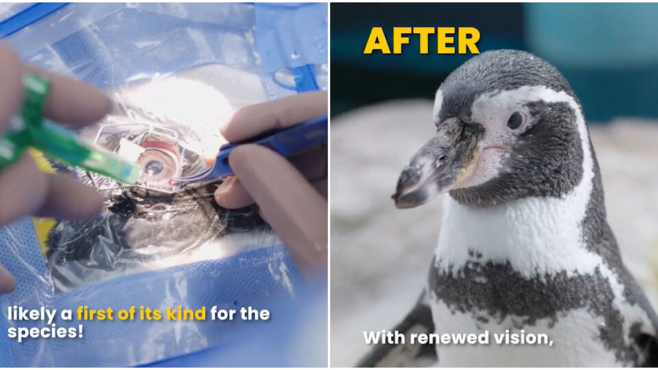 One of six penguins undergoing surgery at the Singapore Zoo. Photos: Mandai Wildlife Reserve/Facebook
