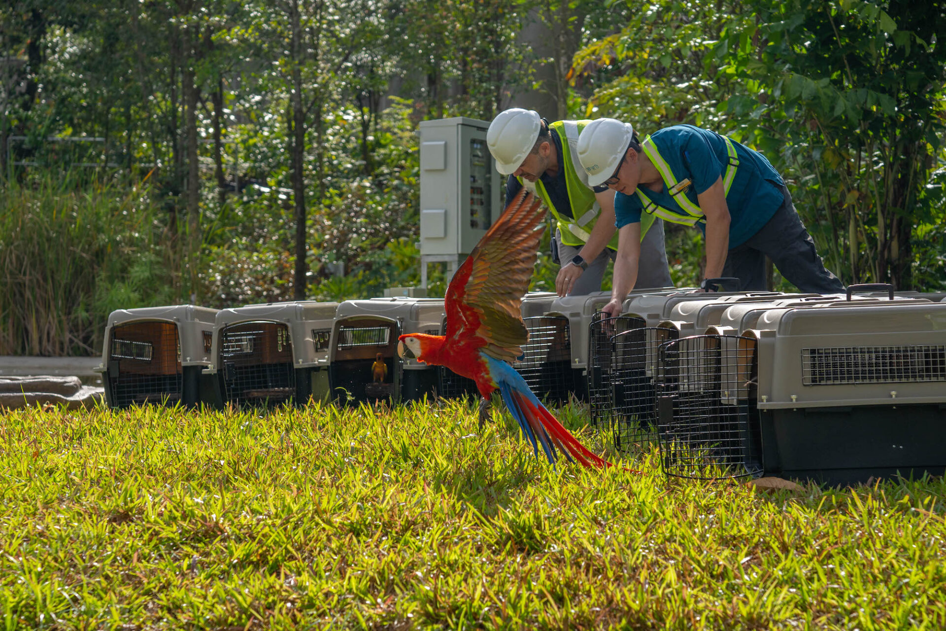 First look Birds moving into their new home at Singapore Bird Paradise (Photos) Coconuts