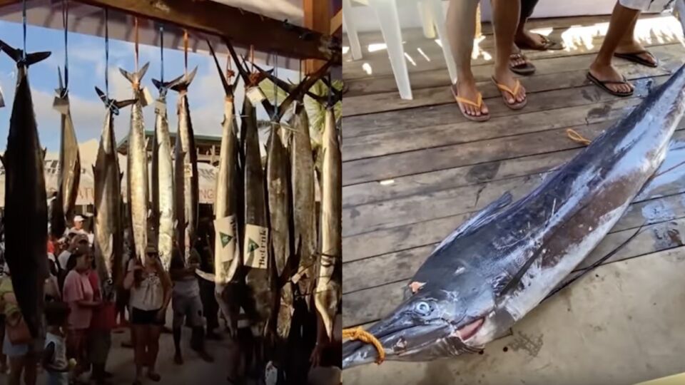 Screenshots: 13th Siargao International Game Fishing Tournament