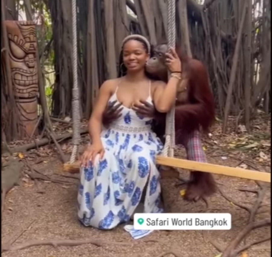 A trained orangutan cups a tourist's breasts at Safari World Bangkok in an image broadcast on the Disney-owned ABC network. 