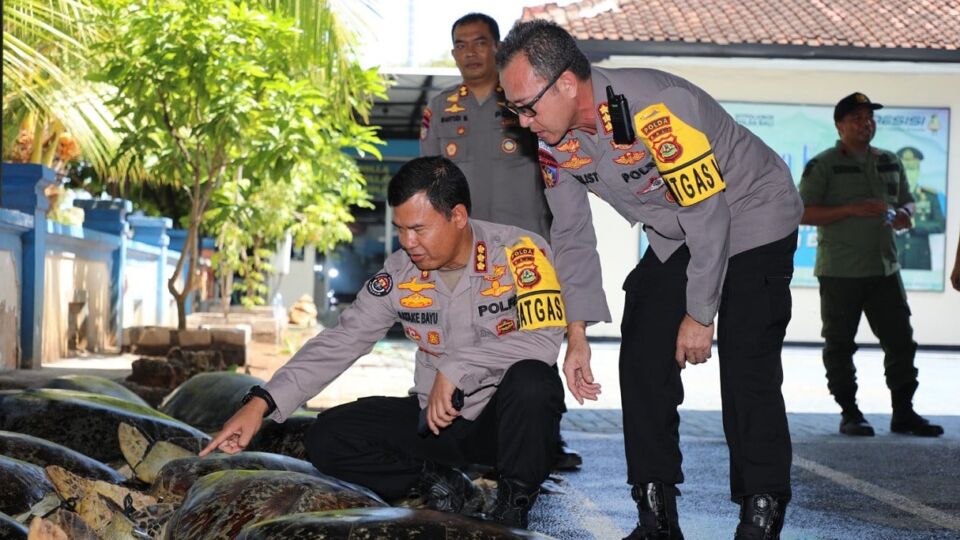 Officers of the Bali Police inspecting the 21 green sea turtles confiscated from a local poacher who allegedly has been slaughtering turtles and sell its meat for 24 years. The man was arrested on April 30, 2023, in Benoa. Photo: Obtained.