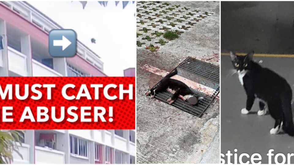 ‘Tuxy’, a community cat in Hougang was found dead at a carpark in Hougang on Monday. Photos: Jasmine Tan/Facebook
