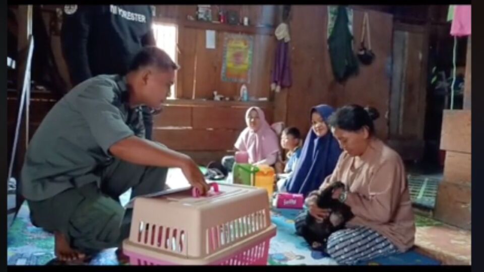 An Indonesian woman embraces a bear cub before handing it over to wildlife authorities. Photo: Video screengrab from TikTok/@jagaalam8