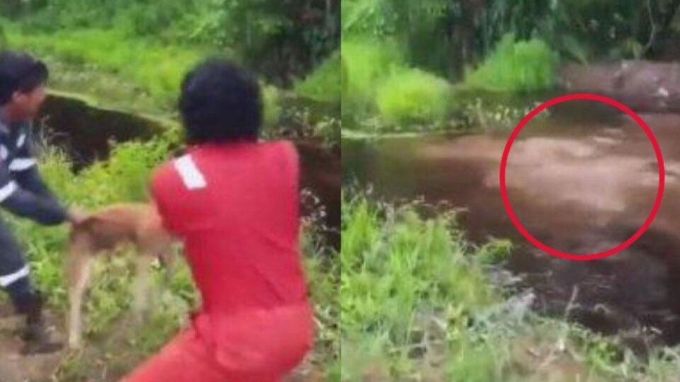 Two men tossing a dog into a croc-infested swamp in North Kalimantan. Photo: Video screengrab