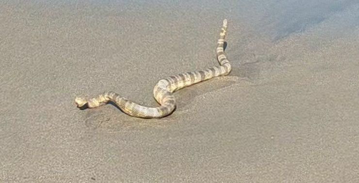 A sea snake was ashore at Perancak Beach on June 27, 2023. It died soon after and was buried by the locals. Photo: Amahl S. Azwar.