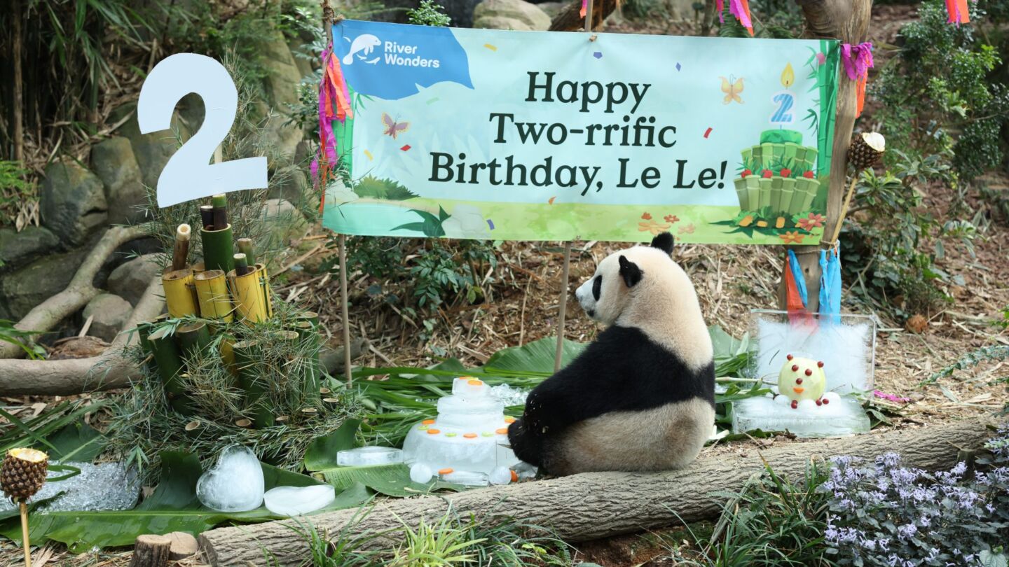 Giant Panda Le Le taking it all in on his 2nd birthday. Photo: Mandai Wildlife Group