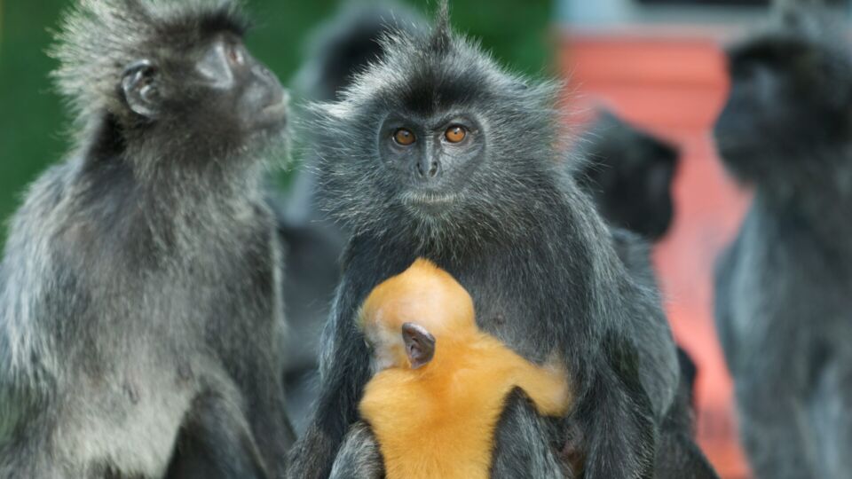 Photo: Silvered Leaf Monkey with a small baby in Kuala Selangor (Malaysia). Silvery lutungs are born with orange fur/Peter Gronemann

