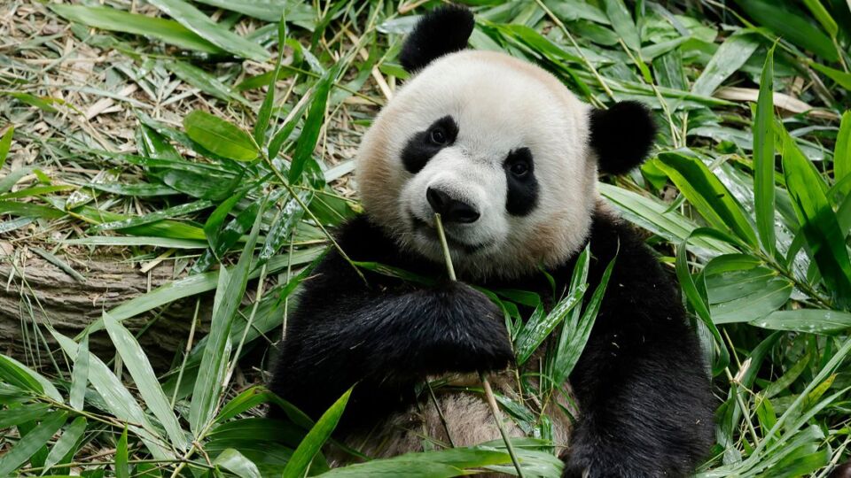 In a few months, Le Le will head back to China in the wider effort for sustainable populations of Giant Pandas under human care. Photo: Mandai Wildlife Group