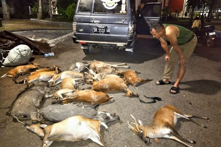 Fifteen animals were found dead with gunshot wounds at West Bali National Park. Photo: Obtained.