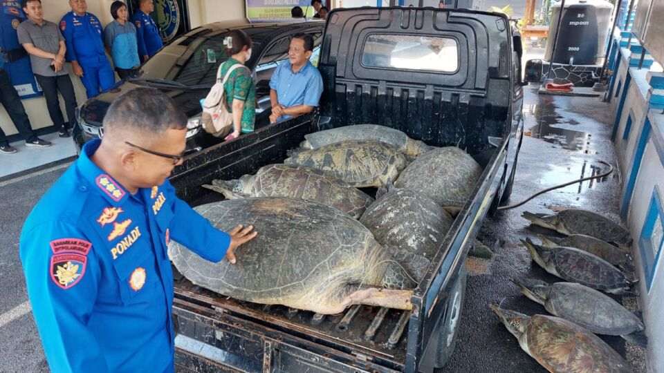 In a pre-dawn operationon Oct. 17, 2023, Bali authorities intercepted an illicit attempt to smuggle eleven green sea turtles (Chelonia mydas) bound for the culinary market in Denpasar. Photo: Obtained.