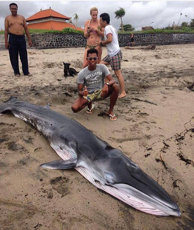 whale in Canggu