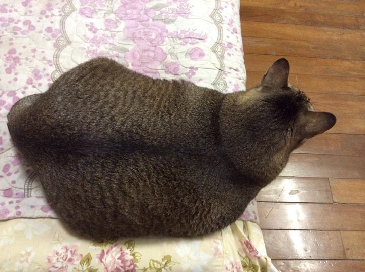 Charcoal looking like a seal. FACEBOOK