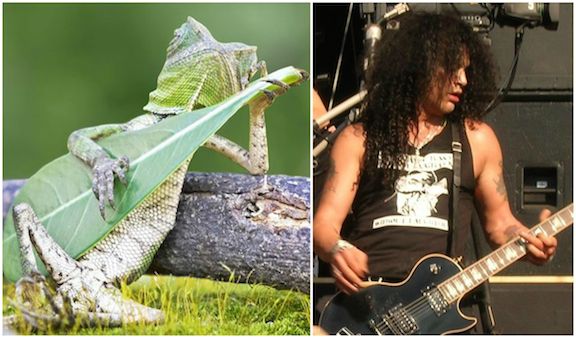 Lizard Rapper SCANDAL: Indonesian guitar-playing lizard may have been murdered ...