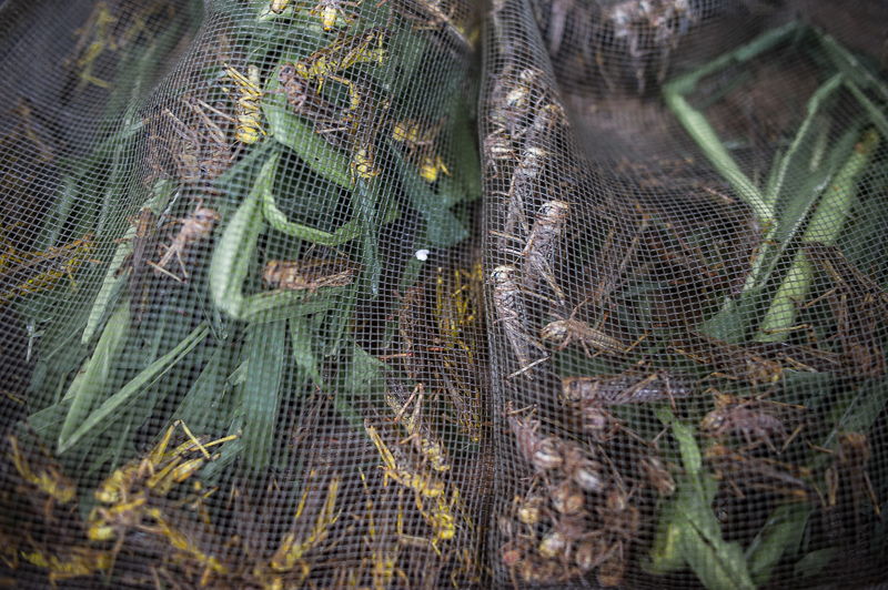 kevin dharmawan photography yuen po hong kong bird garden