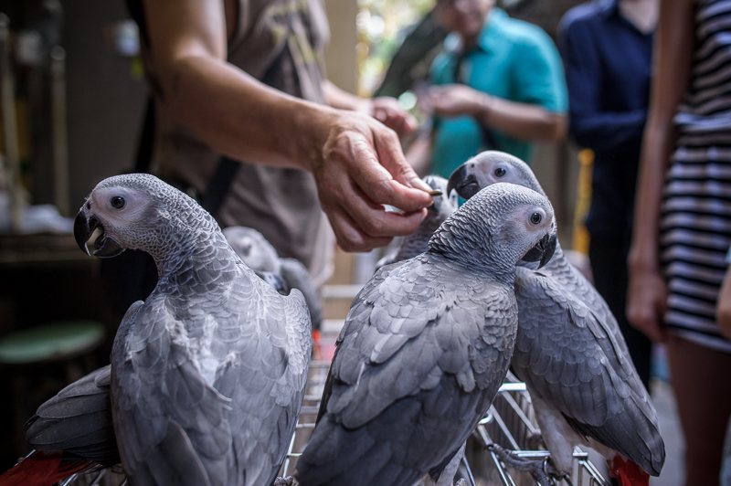 kevin dharmawan photography yuen po hong kong bird garden