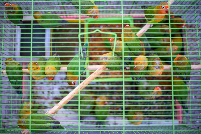 kevin dharmawan photography yuen po hong kong bird garden 