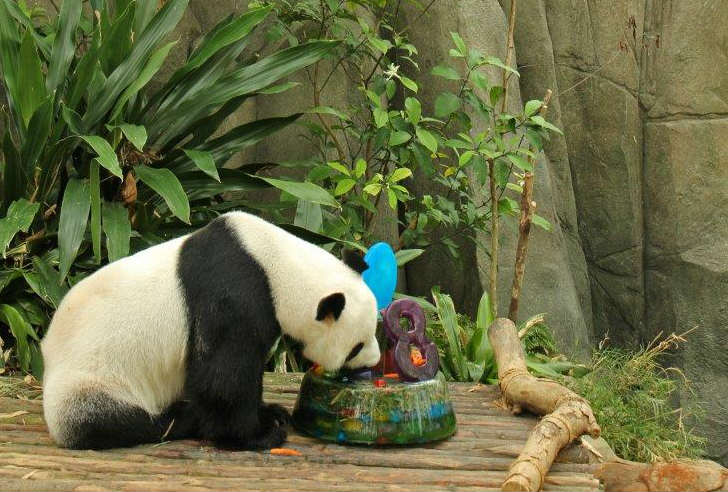 Kai Kai Panda Singapore