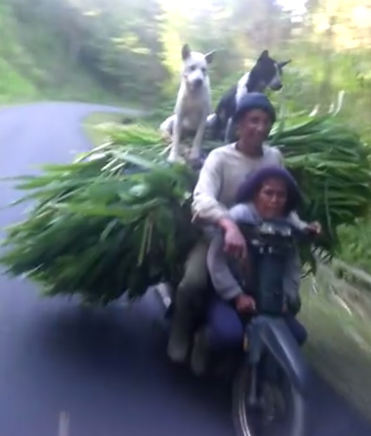 Bali dogs riding on grass on motorbike Bali dogs riding on grass on motorbike