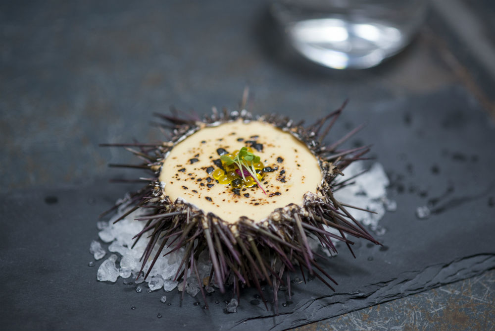 Sea urchin gratin